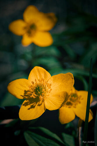 NZF_0025