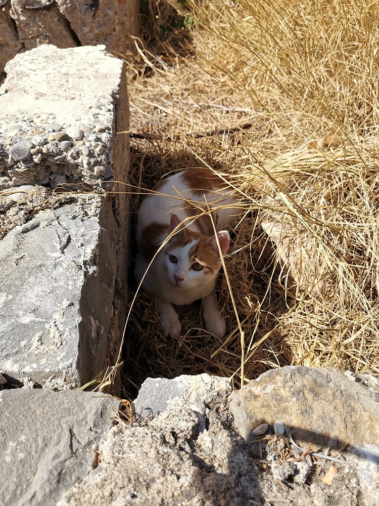 Заблюрить часть фото онлайн