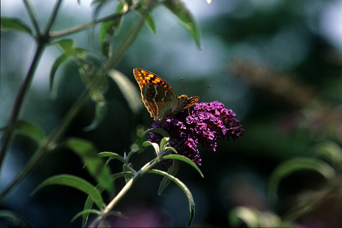 Butterfly 20x20