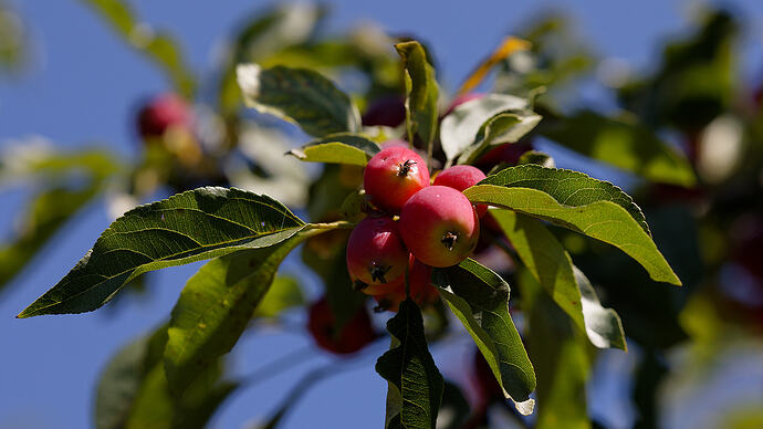 155A0898_DxO