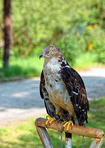 IMGP4707_11