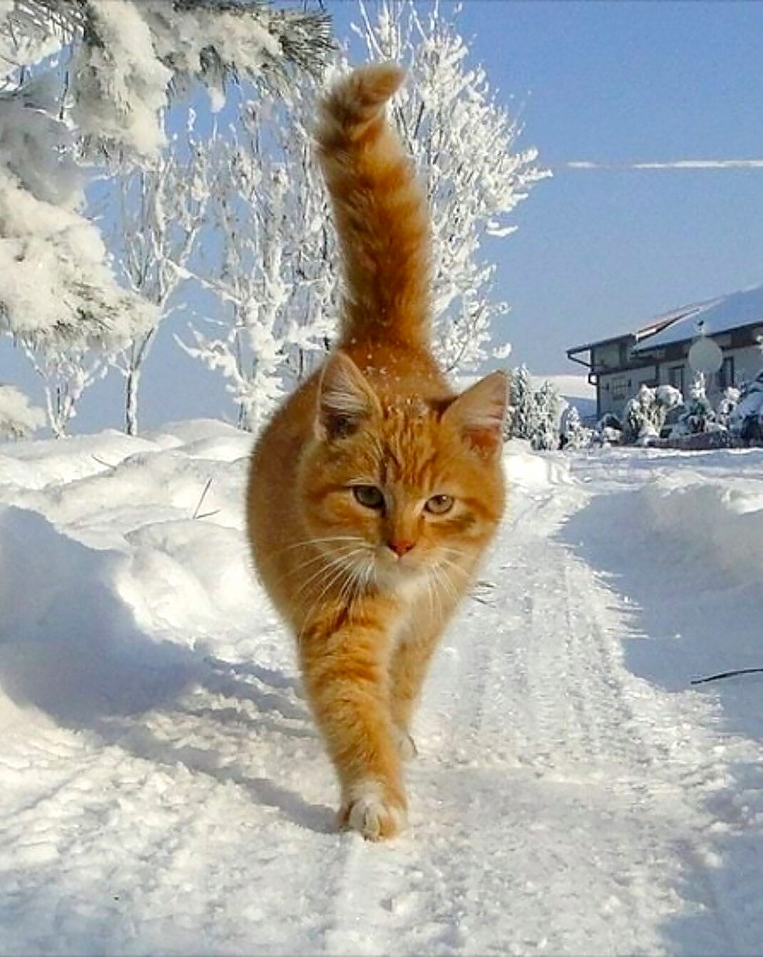 Кошка на улице зимой