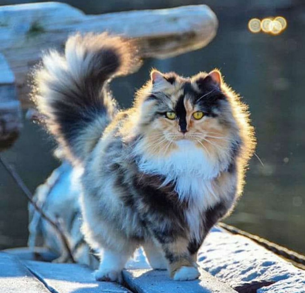 Сибирская кошка трехцветная