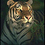 NightTiger